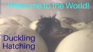 Khaki Campbell Duck Hatching 2018