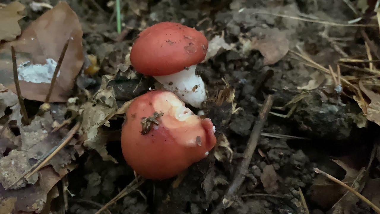 Gomphidius roseus (Мокруха розовая), October 7, 2021