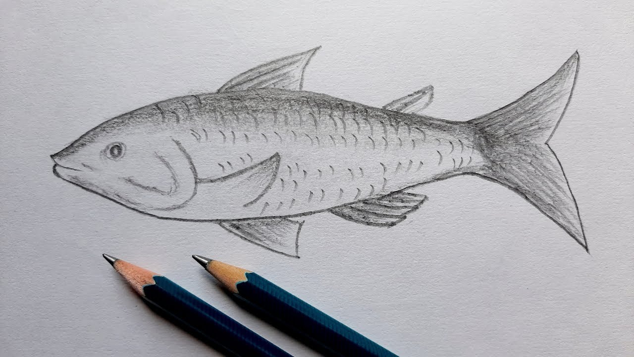 Pencil Fish Drawings for Sale  Fine Art America