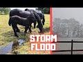 Summer storm. Lots of water and a thunderstorm is coming | Friesian Horses