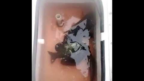 Fishing for big shellcracker