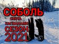 Охота на #Соболя Проверка капканов. Соболь маленько Есть!