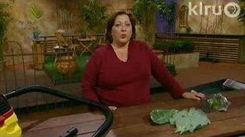 Trisha harlequin bugs:  Central Texas Gardener