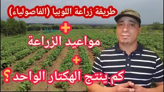 مشروع مربح زراعة اللوبيا الفاصولياء مواعيد الزراعة كم ينتج الهكتار الواحد|مشروع مربح في المغرب