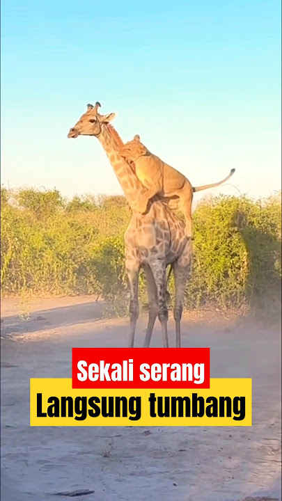 Singa sekali nyerang, Jerapah langsung tumbang. #shorts #wildanimals