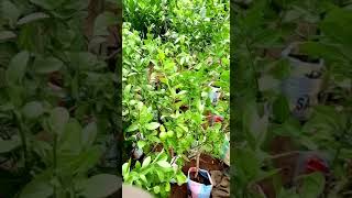 les jeunes plants issue du marcottage
