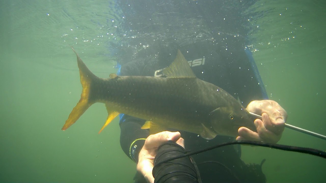 Pesca con arpón, pesca subacuática avistamiento de patalo y captura..