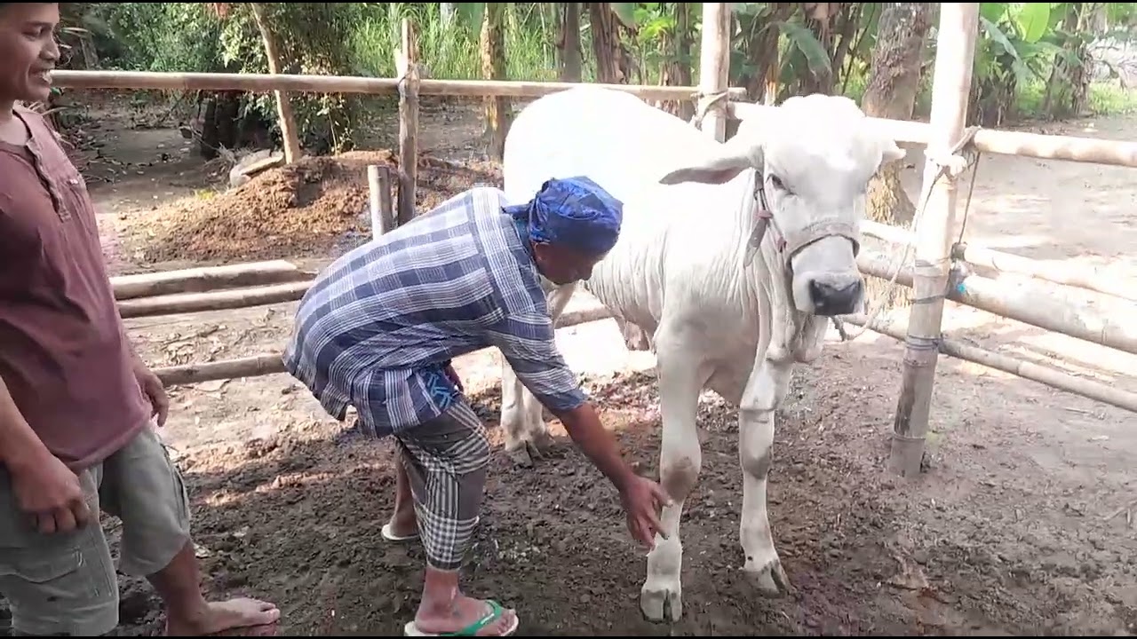 Berburu terah kumpul 081295871687