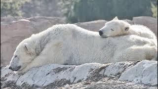 Detroit Zoo | Animal Welfare Tale: Bärle the Polar Bear