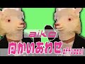aiko「向かいあわせ」(off vocal/カラオケ)