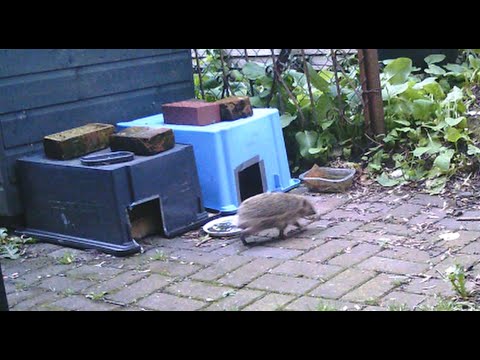 Hedgehogs In Your Garden? Feeding Station, Wildlife Camera.