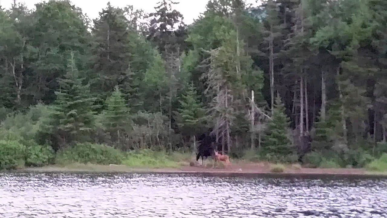 Moose and Calf Tim Pond Camps, Eustis, Maine YouTube