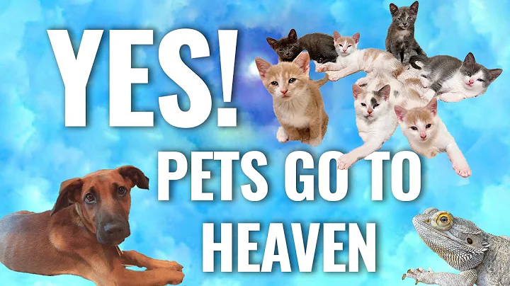 INCREDIBLE STORIES of ANIMALS in AFTERLIFE