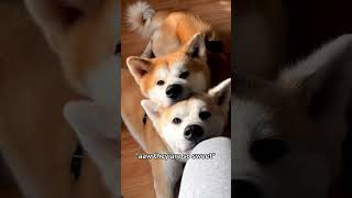 The Reality Behind Our Videos With 2 Akita Inus | #akitainu #dogs