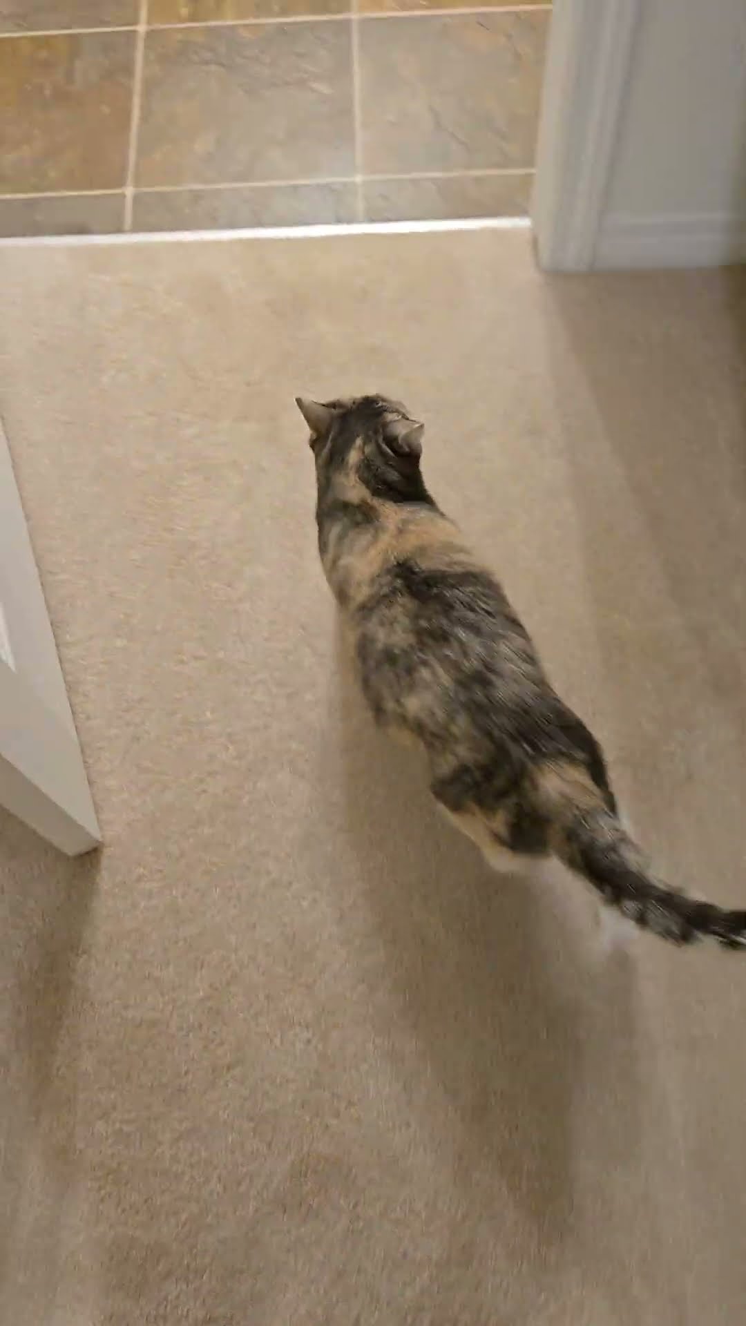 Vocal Cat Happily Weighs Herself || ViralHog
