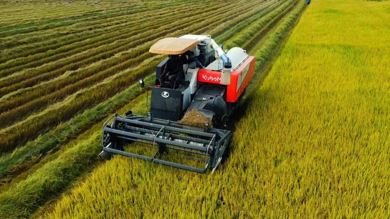 Nicely Done! DC108X Combine Harvester Working in Harvest Season  Perfect Rice Harvesting Machinery