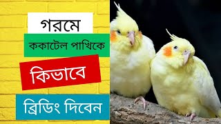 ককাটেল পাখির গরমে ব্রিডিং পদ্ধতি।ককাটেল পাখি পালন করে সফল।#birdshelptips