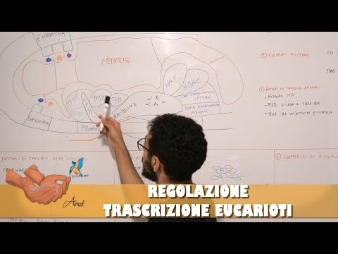 Video: Come termina la trascrizione negli eucarioti?