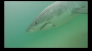 White Shark Expedition: September 23, 2018