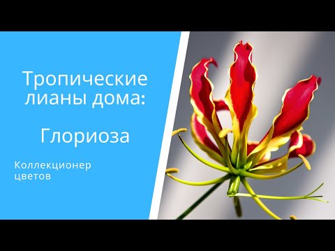 Видео: Посадка семян лилии глориозы: советы по выращиванию лилии глориозы из семян