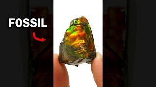 This gem is actually a fossil (ammolite)