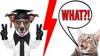 New Study Finds Dogs Are Smarter Than Cats how