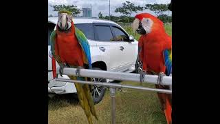 free fly parrots