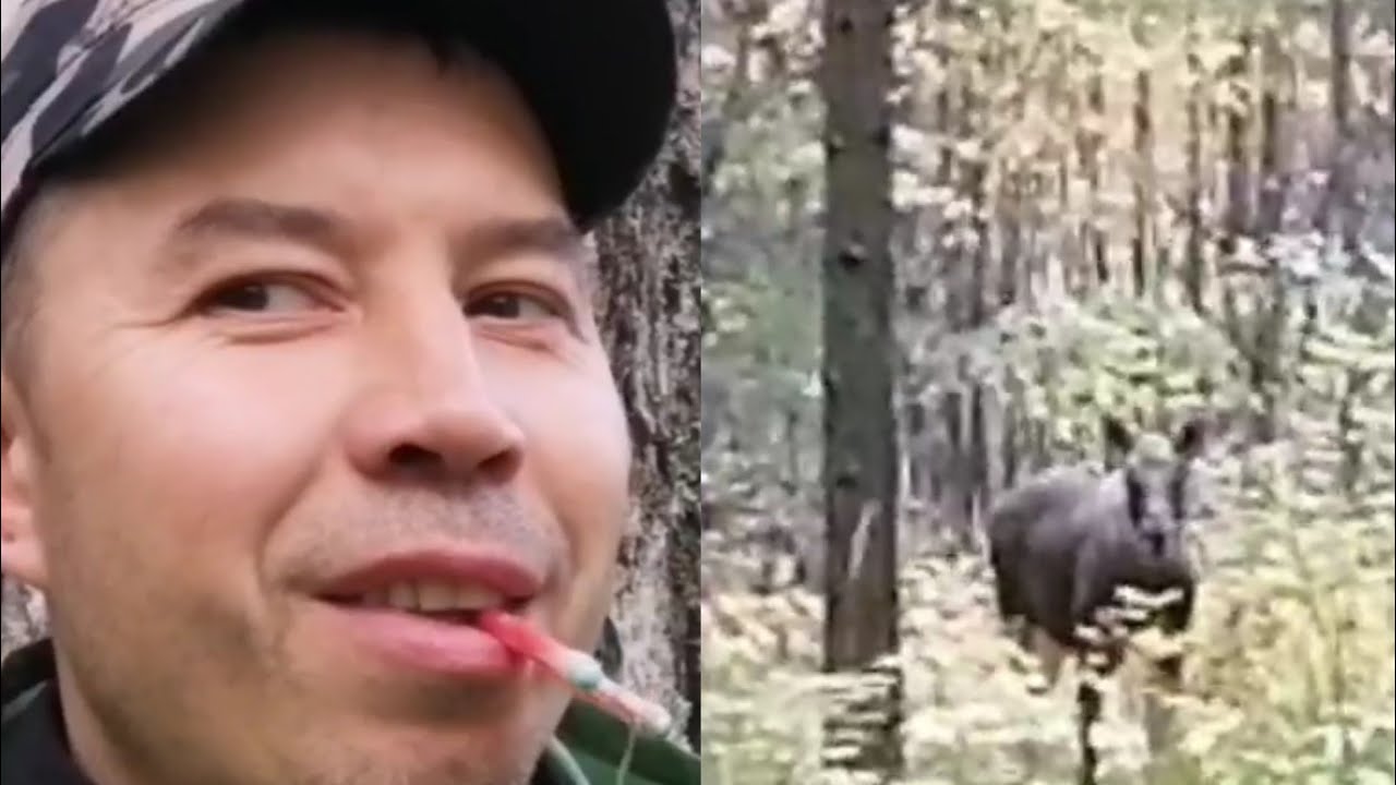Свистел рябчика, а вышел лось. - YouTube