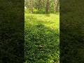 symphony of leaves#shorts#youtubeshorts#nature