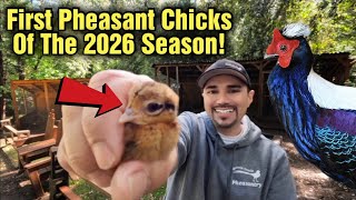 First Pheasant Chicks Of The Year