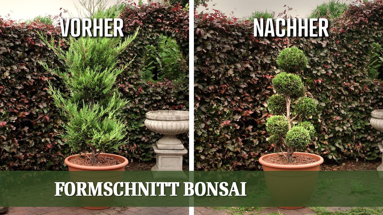 Formschnitt Bonsai - Wie man einen Pompon Bonsai richtig zurückschneidet