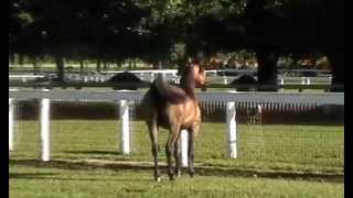 Giuliana (KM Bugatti x Aladamreekha) Km Bugatti Arabian Stallion