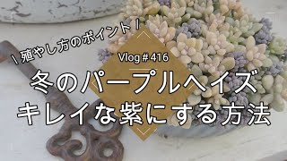 【Vlog416】【多肉植物】冬のパープルヘイズ