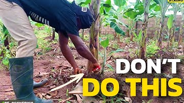 The best banana farming techniques | IMPROVE YOUR BANANA YIELD IN 5 SIMPLE WAYS.