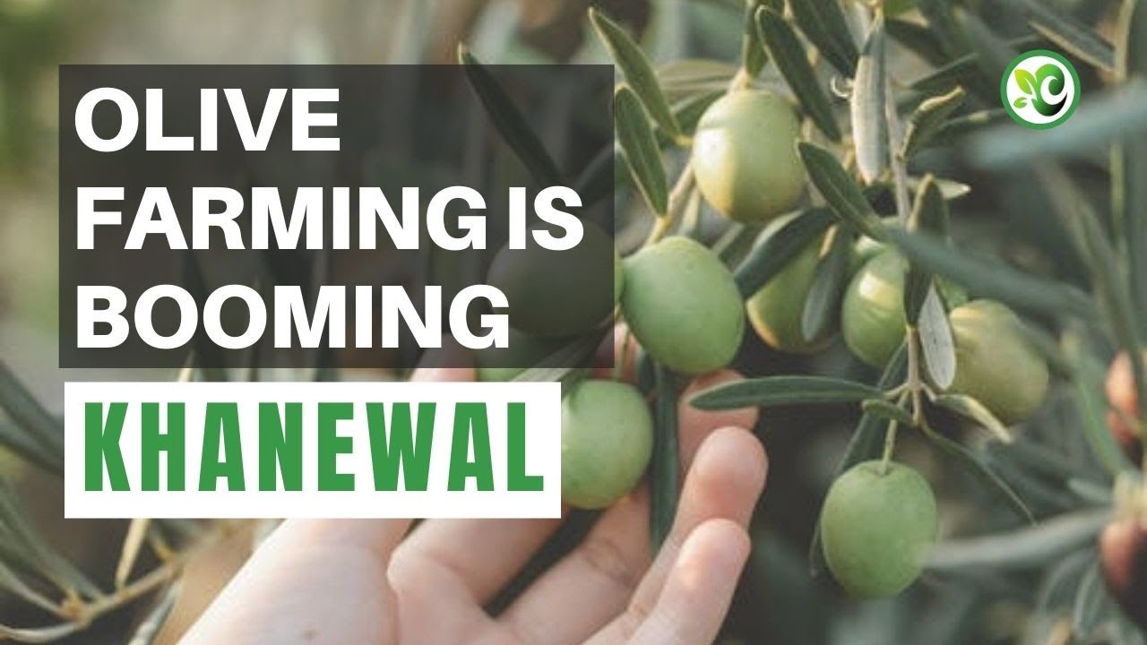 Olive Farming Is Booming In South Punjab Khanewal Pakistan YouTube
