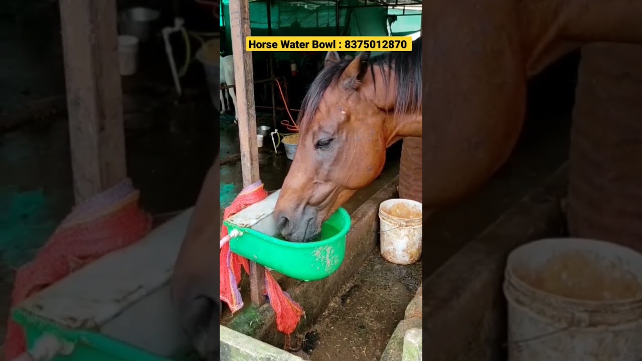 Horse Water Bowl @ 8375012870 