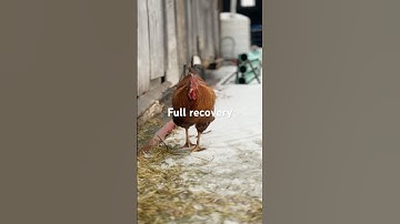 He made a full recovery after the mink attack #chicken #shorts #survivor