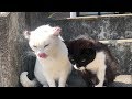 猫のカップルにエサを与えてみたら・・・