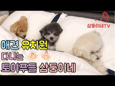 강아지계단추천