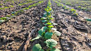 Colza Buone Semine Ma Altica In Agguato