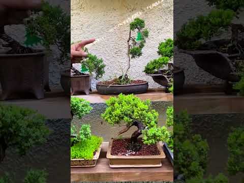 Video: Cultivo de un enebro en maceta - Cómo cuidar un árbol topiario de enebro en maceta