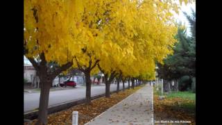 Otoño, Barrio Las Bóveda, San Martín Mendoza Argentina.