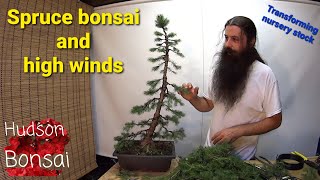 Alberta spruce bonsai