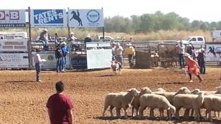 Legit Sheep Riding Video