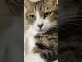 じゅるる