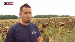 L'ambroisie : fléau des agriculteurs occitans