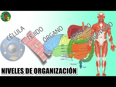 Niveles de organización interna de los seres vivos - YouTube