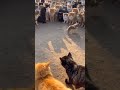 Neon Alley Cat Clash 😼🌌 Streetlight Chaos Caught on Phone! #catlife #orangecat #catkitty
