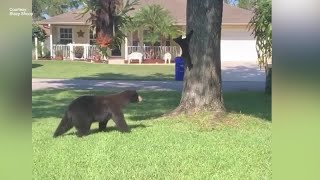 Florida bill would allow people to kill bears if they 'feel threatened'