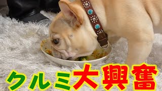 無我夢中でリゾットを食べるクルミが可愛すぎた！ #shorts